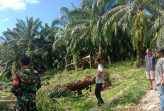 Jelang Penutupan TMMD, Satgas TMMD Ke-124 Kodim 0408 Bengkulu Selatan dan Warga Tetap Gotong Royong
