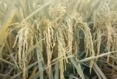 5 Benih Padi Unggul Terbaru Menguntungkan Petani, Hasil Melimpah, Tahan Penyakit, Inpari 32 Kalah