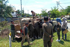 Segera Kandangkan Ternak, Satpol Kembali  Razia Dalam Waktu Dekat