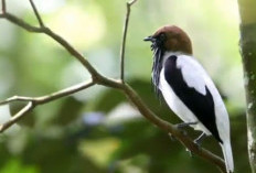 4 Jenis Burung dengan Kicau Terkeras Di Bumi, Tampilan Cantik, Tapi....