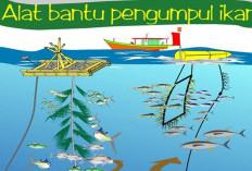 25 Rumah Ikan Akan Dibangun di Perairan Bengkulu