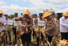 Kapolda Bengkulu Panen Jagung Bhayangkara Merah Putih di Kepahiang