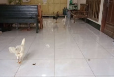 Cara Mudah Agar Ayam Tidak Buang Kotoran di Teras Rumah! Ampuh