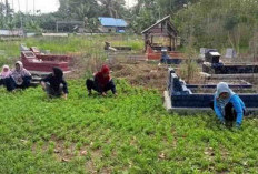 Kepala Kantor Staf Presiden Puji Pemanfaatan Lahan Pertanian di Bengkulu