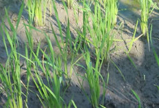 Membasmi Hama Keong Mas Di Sawah Secara Alami dan Ramah Lingkungan