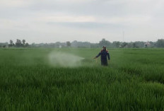 Panduan lengkap penggunaan Fungisida Pada Tanaman Padi Dari Awal Sampai Akhir