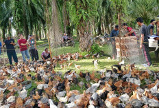 Ayam Kampung Ketahanan Pangan, Curi Hati Warga Desa Talang Padang