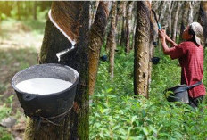 Harga Getah Karet Dunia Pecahkan Rekor Sejak 13 Tahun Terakhir, Petani Karet Di Bengkulu Menangis