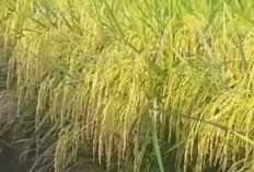 Ingin Panen Melimpah, Petani Wajib Tahu Cara Pemeliharaan Padi Pada Fase Vegetatif Menuju Fase Generatif