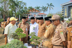 Bisa Dicoba Nih Bisnis Bonsai, Hobi Yang Menghasilkan Cuan