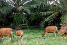 Perda Hewan Ternak di Kaur Bakal Direvisi, Denda Bagi Pelanggar Naik Jadi Rp 2 Juta