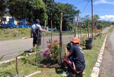 Penghijauan Jalan Dua Jalur, OPD Lingkungan Pemkab Kaur Tanam Bunga Bougenville