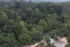 Hutan Paling Angker di Dunia, Leuweung Sancang Namanya, Tempat Menghilangnya Prabu Siliwangi