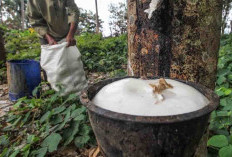 Petani Karet Di Seluma Tersenyum Lebar, Harga Getah Naik Lagi