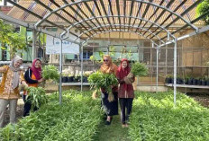 Panen Perdana Sayuran, Distan Ajak Masyarakat Tanam Sayur di Pekarangan