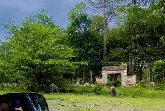 Kasatpol PP Bengkulu Selatan Akui Ternak Liar Sulit Diatasi, Berikut Alasannya