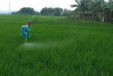 7 Cara Membuat Anakan Padi Banyak dan Produktif Semua: Tidak Cukup Dengan Pupuk Saja