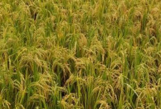 8 Varietas Padi Unggul Hasil Melimpah Cocok Untuk Musim Tanak Ke Dua Tahun 2025