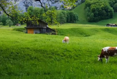Fakta Menarik Di Balik Pegunungan Alpen Swiss, Pemandangan Indah barisan pegunungan dan Hamparan Padang Rumput