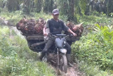 Motor Bebek Paling Tangguh di Indonesia, Cocok untuk Petani! Awet, Irit, dan Tahan Banting
