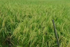 Padi SR P08 UG, Padi Galur Umur Genjah dengan Hasil Melimpah
