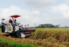 Bantuan Alsintan 2025 Senilai Rp10 Triliun, Dorong Produktivitas Pertanian