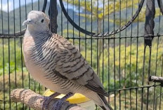 Burung Perkutut Pembawa Sial, Jangan Sesekali Dipelihara, Bisa Mengundang Mahluk Halus Jahat Datang Ke Rumah