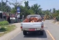 Kendaraan Dinas Terekam Angkut TBS Sawit, Kok Bisa?