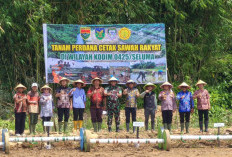 Cetak Sawah 50,3 Hektar Tuntas, Tanam Perdana Dimulai