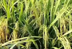 Wajar Jadi Buruan Petani, Ternyata Ini Kelebihan dan Kekurangan Padi AGT 33