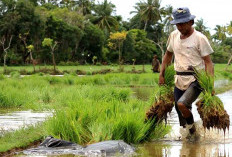 Kemendagri Ingatkan Daerah Optimalkan Lahan Sawah Tadah Hujan