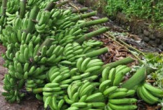 Pisang Barangan, Tanaman Perkebunan Paling Prospek di Bengkulu Selain kelapa Sawit dan Kopi