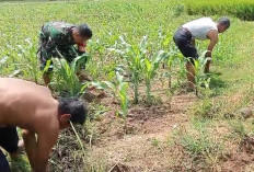 Tingkatkan Ketahanan Pangan, Anggota Kodim 0408 Bengkulu Selatan Bantu Petani Bersihkan Lahan