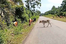 Keberadaan Ternak Liar Semakin Tak Terkendali