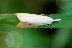 Banyak Kupu Kupu Putih Pada Tanaman Padi? Waspada Bisa Bahaya, Ini Penjelasannya