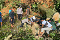 Longsor dan Pohon Tumbang Terjang Kaur
