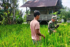 Wujudkan Swasembada Pangan, Babinsa Dampingi Kegiatan Pompanisasi Lahan