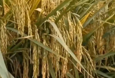 5 Jenis Padi Galur yang Paling Menguntungkan Petani,  Produktivitas Tinggi dan Tahan Penyakit