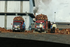 Harga TBS Sawit Masih Stagnan, Rp2730 Per Kilogram