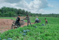 Manfaatkan Lahan Kosong di Kaur, Kodim 0408 BSK Panen 4 Ton Semangka