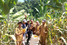 Desa Penyandingan Kecamatan Maje Berhasil Panen Perdana Jagung