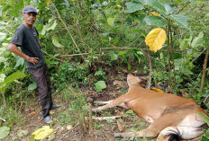 Penyakit Ternak Ngorok Kembali Ditemukan, Belasan Sapi Mati Mendadak