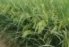 Petani Wajib Tahu, Ternyata Menghilangkan Hama Penggerek Batang Padi Sangat Mudah, Ini Langkahnya
