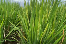 5 Jenis Pupuk Daun Terbaik Untuk Tanaman Padi Sawah
