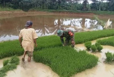 Hujan Turun, Ratusan Hektar Sawah Mulai Digarap Petani