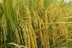 Padi Bandel Cocok Ditanam Disemua Jenis Lahan, Potensi Hasil Tinggi dan Tahan Terhadap Penyakit