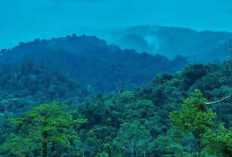 Hutan Batu Ampar Mulai Dirambah, Taman Bunga Rafflesia Bukit Barisan Terancam!