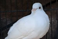 Burung Perkutut Putih, Pembawa Keberuntungan dan Simbol Kemewahan
