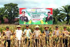 Panen Perdana Jagung di Lahan Polres Bengkulu Selatan, Hasilnya Memuaskan
