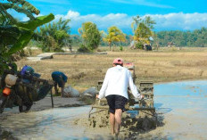 Puluhan Hektar Sawah Gagal Kelola